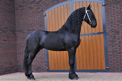 Friese paarden te koop .